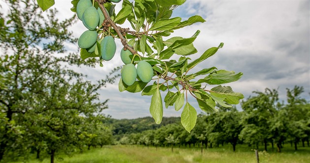 Dopřejte švestkám zdravotní řez. Zbavte se suchých větví a prosvětlete korunu