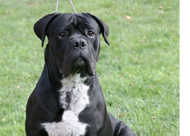 Psi se vrhli na neohlášenou kontrolu. Jednu inspektorku těžce zranili