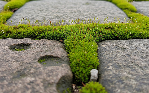 Jak se efektivně zbavit mechu. Průvodce pro trávník, střechu i dlažbu