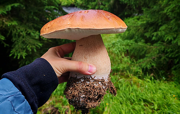 Po suchu houby opět začaly růst. Podívejte se na plné košíky našich čtenářů