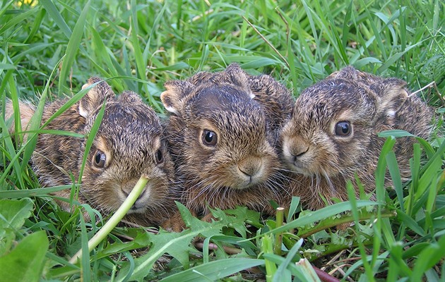Na zajíce už jen do zoo? Agresivní nemoc může zmírnit mutace, doufají experti