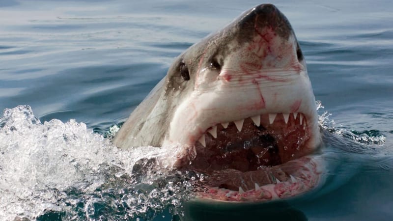 Žralok na Havaji napadl plavčíka, zakousl se do nohy a trhal. Muž teď bojuje o život