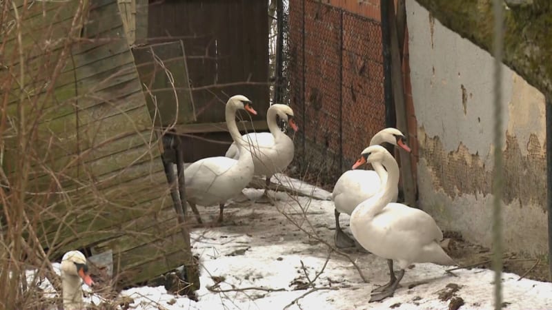 Víte, kdo já jsem? zlobil se údajný zloděj labutí. Zvířata prodává ve velkém, tvrdí svědkyně