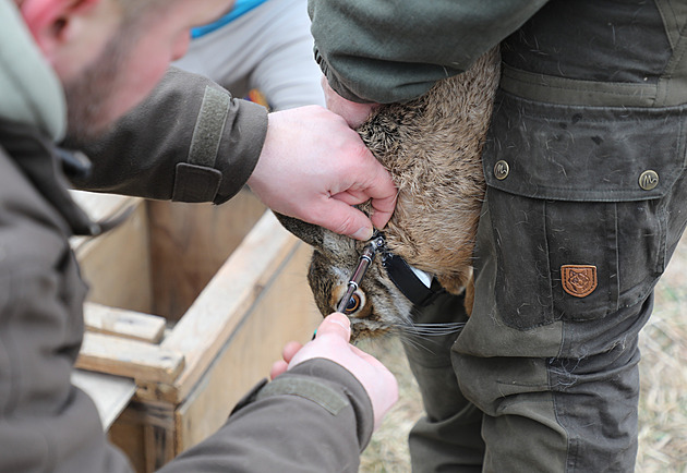 U Bavorovic chytali zajíce a nasazovali jim obojky. Projekt má zamezit nehodám