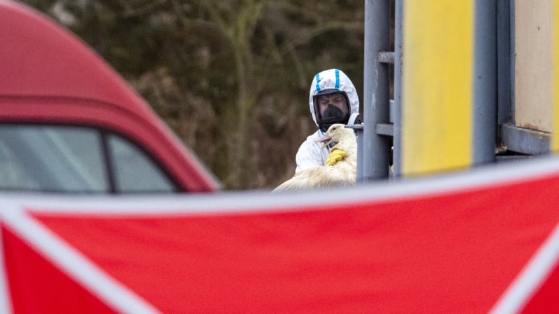 Kvůli ptačí chřipce bude utraceno čtvrt milionu nosnic. Nemoc hlásí velkochov na Královéhradecku