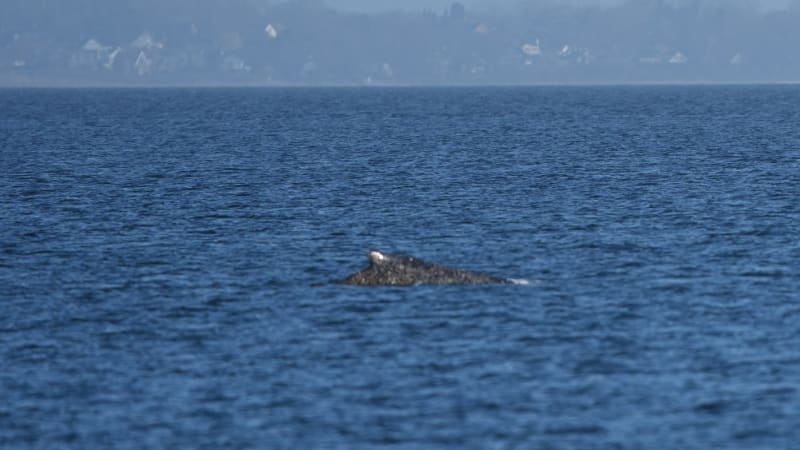 Zachráněná velryba v Baltu opět uvízla na mělčině. A lidé zase pomohou