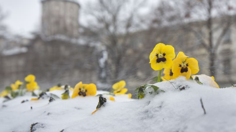 Do Česka se vrátí sníh: Napadnout může v Praze či Plzni. MAPA ukazuje, kde čekat nadílku