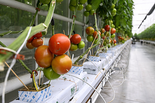 Rajčata od elektrárny jsou hit. Nahlédněte do obřích skleníků s odpadním teplem