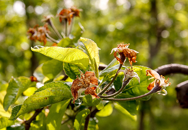 Ranní mrazy opět udeří a poškodí kvetoucí stromy. Mapa ukazuje, kde hrozí nejvíc