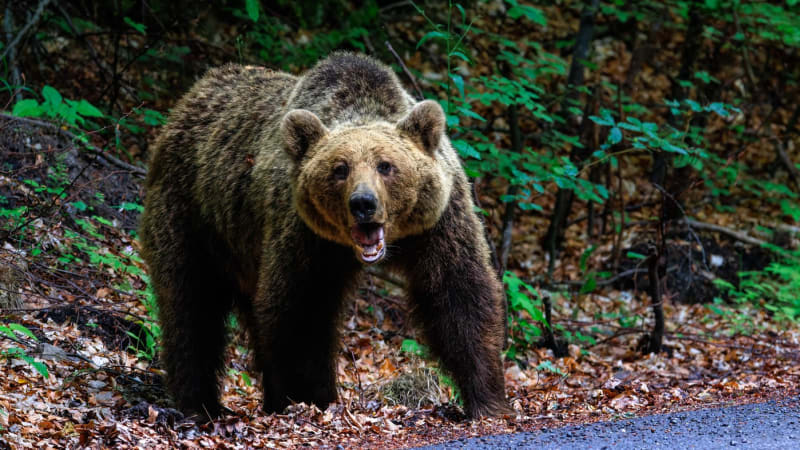 Medvěd se potuloval u bytovek, do akce musela zásahovka. U Prievidze nadále hrozí nebezpečí